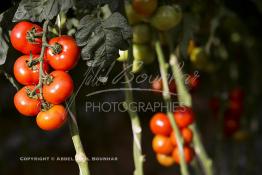 Image du Maroc Professionnelle de  Avec l'introduction des cultures sous abris serres, la région de Dakhla est devenue en très peu de temps célèbre pour ces productions de fruits et légumes destinés à l’export.  Sous d’immenses serres, la production des tomates en grappes bénéficie d’un climat phénoménalement ensoleillé, tempéré et régulier, Mardi 21 Novembre 2006. (Photo / Abdeljalil Bounhar) 